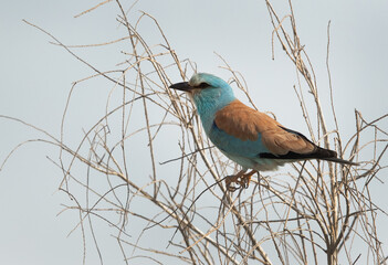 Eurasian roller perched on a tree at Asker marsh, Bahrain