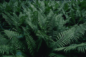 Fototapeta na wymiar Photos of Ferns and Greenery in the Forest for Texture