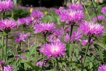 Obraz premium flowers in the garden