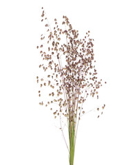 Quaking grass ear bouquet isolated on white