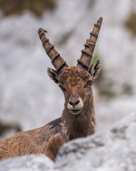 Alpine Ibex in the morning in Julian Alps
