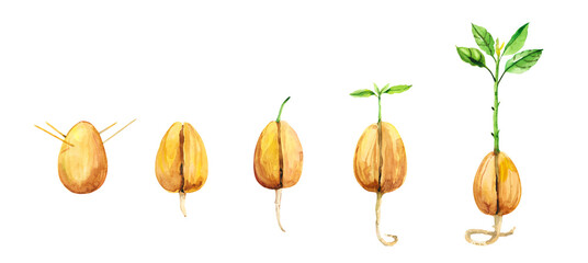 Watercolor hand painted DIY how to grow avocado, gardening. Green healthy avocado illustration set isolated on white background