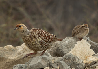 Grey francolin with chick at Hamala, Bahrain