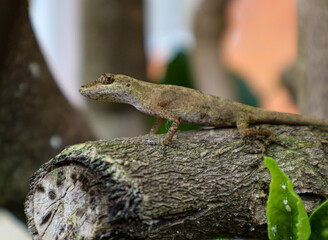 Lagartija endémica de Colombia, lagarto sobre tronco de árbol
