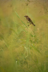 Baya weaver feeding on tall grass, Bahrain