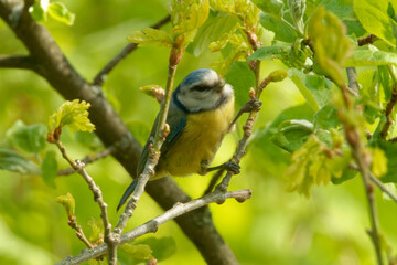Eurasian blue tit  feeding on a young oak tree.
