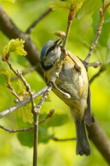 Eurasian blue tit  feeding on a young oak tree.