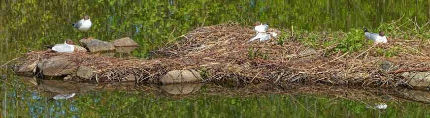 Black-headed gulls incubating their eggs in the nests on a little island.