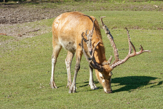 Pere David's deer, a large male specimen with growing horns.
