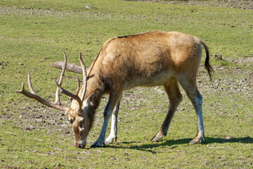 Pere David's deer, a large male specimen with growing horns.