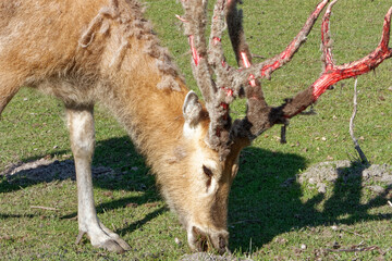 Pere David's deer, a large male specimen with growing horns.