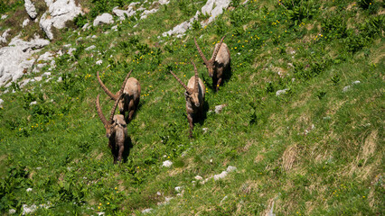 Alpine Ibex in the Julian Alps