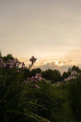 夕景と菖蒲