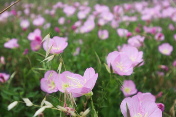 Obraz na płótnie Canvas pink tulips in the garden