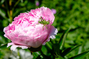 Eine rosafarbene Blüte der Pfingstrose mit einem grünen Grashüpfer - ein Heupferdchen sitzt auf einer Blume