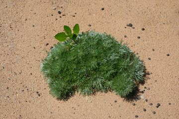 Grüne Pflanze wächst auf einem sandigen Untergrund