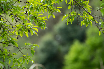 全体が緑に一色に染まり始める春の公園