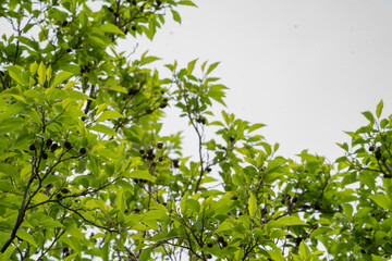 Fototapeta na wymiar 新緑の葉と木の実