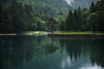 Fototapeta premium Gloomy and misty day in the forest. 