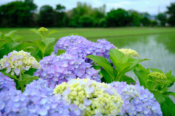 日本の紫陽花イメージ