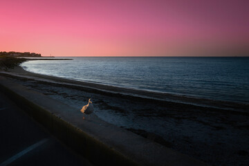 Obraz premium Seascape at sunrise on Cape Cod beach with a seagull walking toward the camera. Pink sky at dawn over the Atlantic Ocean in the summer.