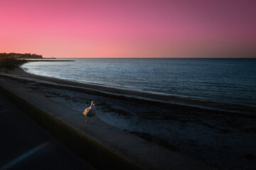 Seascape at sunrise on Cape Cod beach with a seagull walking toward the camera. Pink sky at dawn over the Atlantic Ocean in the summer.