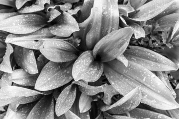 Black and white photo of garden hosta leaves with water drops.