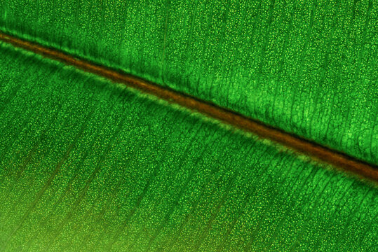 Texture structure of green leaves of Ficus robusta.
