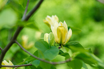 beautiful magnolia branch during yellow flowering