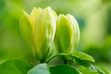 Zelfklevend Fotobehang beautiful magnolia branch during yellow flowering © Minakryn Ruslan 