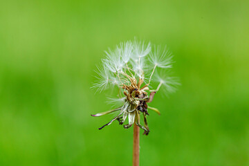 dandelion on a background of green gras