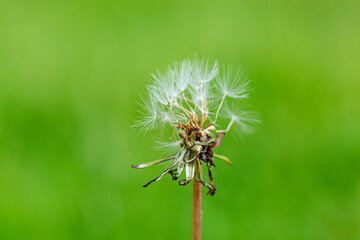 Fototapeta premium dandelion on a background of green gras