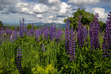 lupine field with mountains and clouds