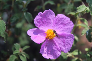 Obraz premium Colorful island flowers blooming with the arrival of spring, Islands Istanbul