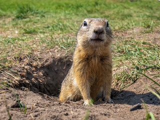 Naklejka na ściany i meble Gopher is standing on the lawn near its hole and looking at the camera. Close-up.