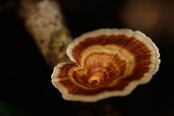 Yellow Stemmed Micropore Microporus xanthopus