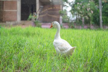 The yellow gosling walked to the grass, and the light shone from behind.