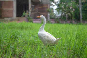 The yellow gosling walked to the grass, and the light shone from behind.