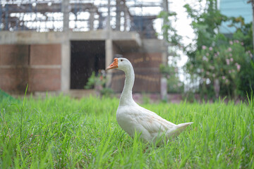 The yellow gosling walked to the grass, and the light shone from behind.