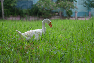 The yellow gosling walked to the grass, and the light shone from behind.