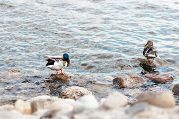 ducks cleans feathers in the river standing on a rock. Natural background