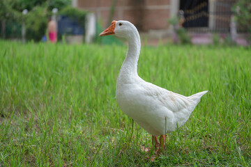 The yellow gosling walked to the grass, and the light shone from behind.