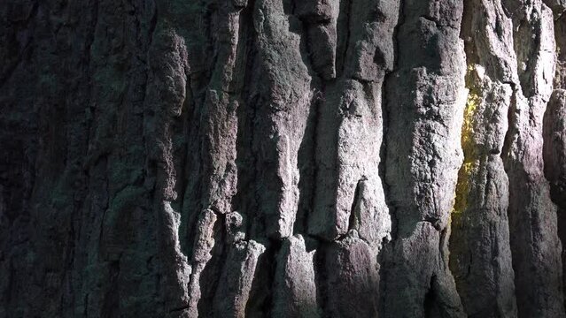 The rough bark texture of the old deciduous tree in a close-up on a sunny day light with dark shade contrasts in a forest. It's the oak trunk bark macro view down to the roots.