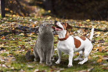 cute fluffy friends a cat and a dog in a sunny summer garden