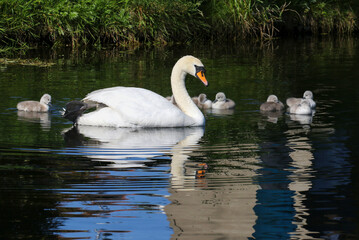 Swan with seven cygnets glides on water at Grand Canal. Reflection and ripples in dark waters. Young baby swans with fluffy feathers swimming. Dublin, Ireland