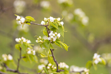 A beautiful pear tree in bloom. White flowers and buds. Spring blooming flower background.
