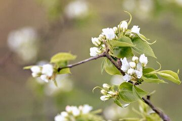 A beautiful pear tree in bloom. White flowers and buds. Spring blooming flower background.