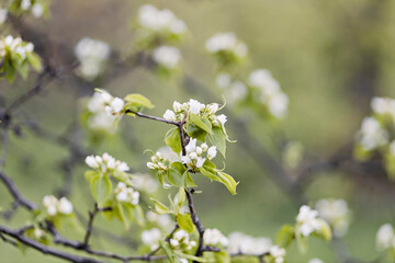 A beautiful pear tree in bloom. White flowers and buds. Spring blooming flower background.