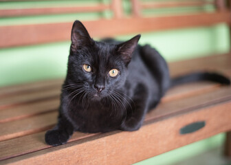Black Cat on Bench