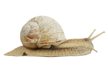 Slow snail on a white background, garden animal.